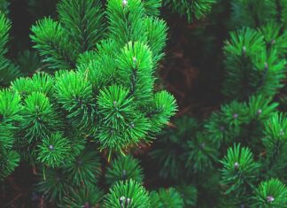 Z czego zrobić choinki?