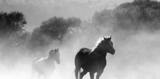 Gdzie można kupić Pyssla?