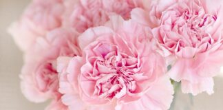 Jak zrobić goździki?