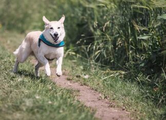 Czy można biegać ze spacerówka?
