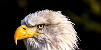 Jak się robi Orla z papieru?