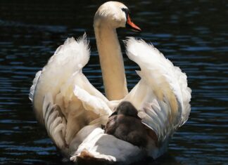 Czy można wozić dziecko w foteliku na przednim siedzeniu? Czy można wozić dziecko w foteliku na przednim siedzeniu?