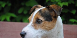 Jaki biret nosi proboszcz?