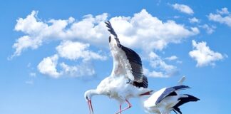 Jak zrobić bociana?