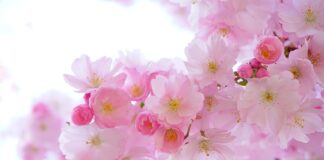 Co oznacza różowa sutanna?