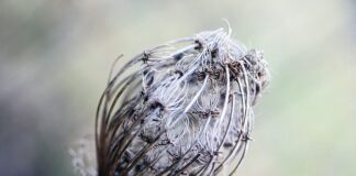 Czy bibuła karbowana to to samo co marszczona?