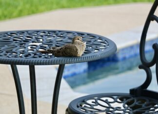 Co można robić w basenie ogrodowym? Co można robić w basenie ogrodowym?