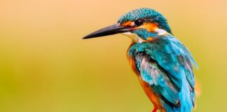 Jak zrobić dziób ptaka z papieru?