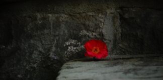 Jak zrobić kwiatka z koralików krok po kroku?