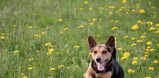 Jak samemu zrobić wylewkę betonową?