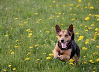Jak samemu zrobić wylewkę betonową?