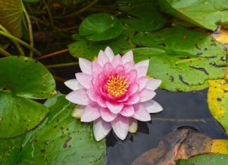 Od jakiego wzrostu Podkładka zamiast fotelika? Od jakiego wzrostu Podkładka zamiast fotelika?