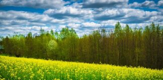 Gdzie pojechać na jeden dzień Podkarpacie?