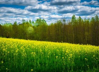 Gdzie pojechać na jeden dzień Podkarpacie?