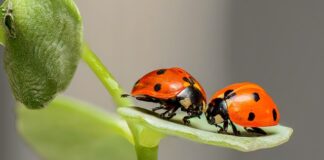 Jakie są bledy wychowawcze?