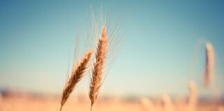 Czy można uszkodzić ucho patyczkiem?