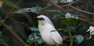 Czy można wymienić pasy bezpieczeństwa?