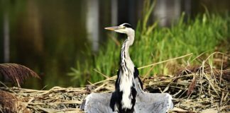 Jak suszyć piniatę?