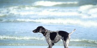 Ile dziecko powinno Moczyć pieluszek?