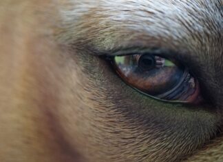 Czy widać błonę bębenkową? Czy widać błonę bębenkową?