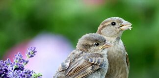 Jak zakładać pasy bezpieczeństwa?