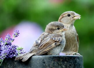 Jak zakładać pasy bezpieczeństwa? Jak zakładać pasy bezpieczeństwa?