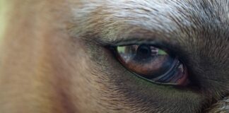 Od czego może pęknąć błona bębenkowa?