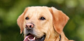 Ile krwi traci się podczas porodu?