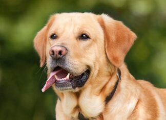 Ile krwi traci się podczas porodu? Ile krwi traci się podczas porodu?