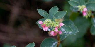 Jak Rozpuścić woskowinę u dziecka?