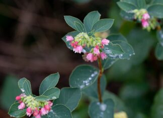 Jak Rozpuścić woskowinę u dziecka? Jak Rozpuścić woskowinę u dziecka?