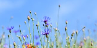 Do czego służy guzik na pasach w samochodzie?