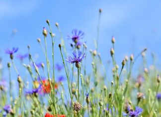 Do czego służy guzik na pasach w samochodzie?