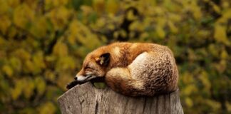 Co oznacza czerwona kartka dla zawodnika?