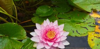 Od jakiego wzrostu dziecko może jeździć bez podkładki?