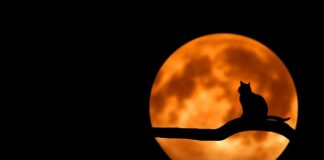 Co zrobić żeby kot nie sikał do piaskownicy?