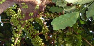 Jak długo zarasta błona bębenkowa?