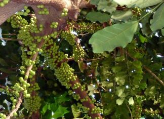 Jak długo zarasta błona bębenkowa?