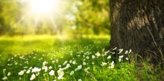 Czy na placu zabaw może być trawa?